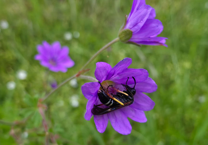 Töpferwespe — Bild 1