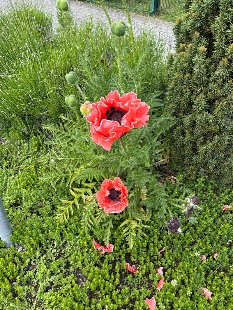 Türkischer Mohn — Bild 2