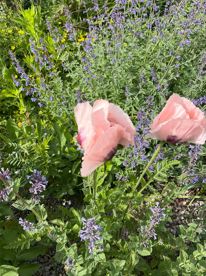 Türkischer Mohn — Bild 1