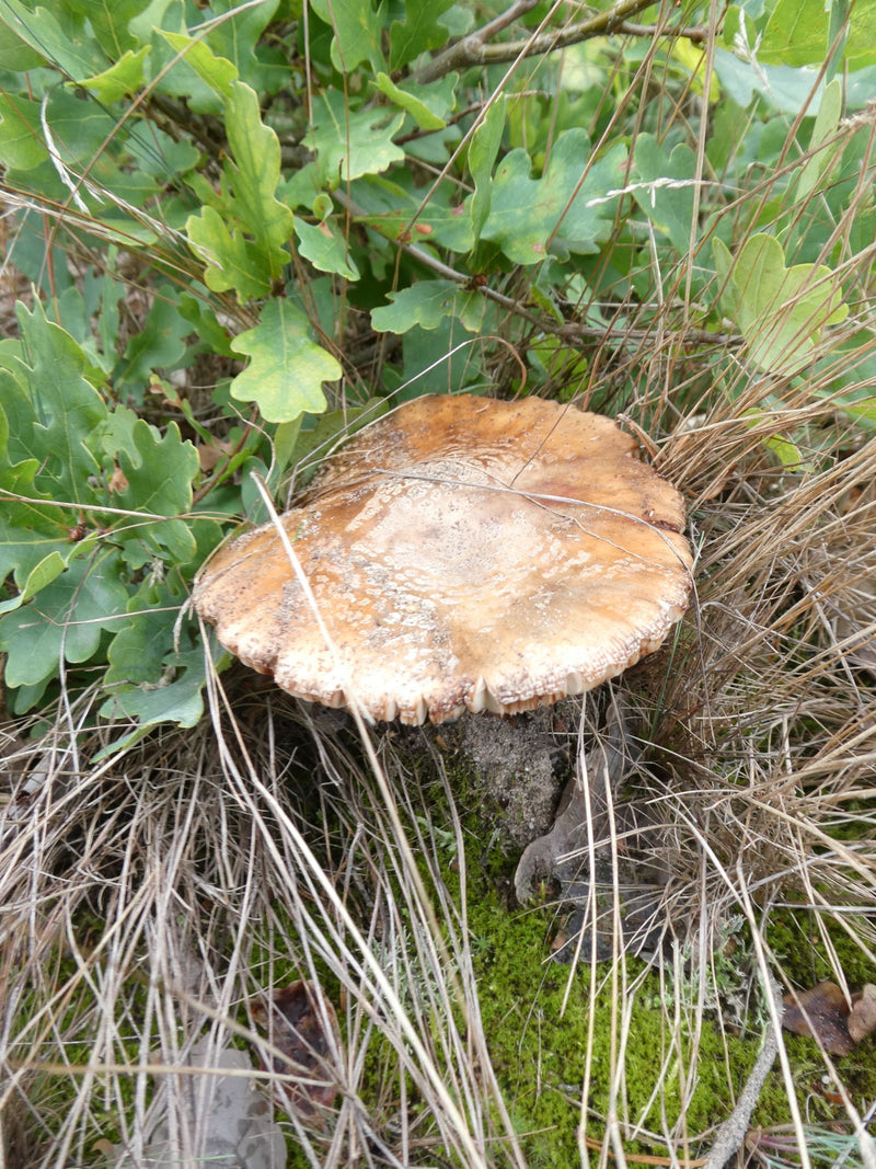 Täublinge — Bild 1 von 12