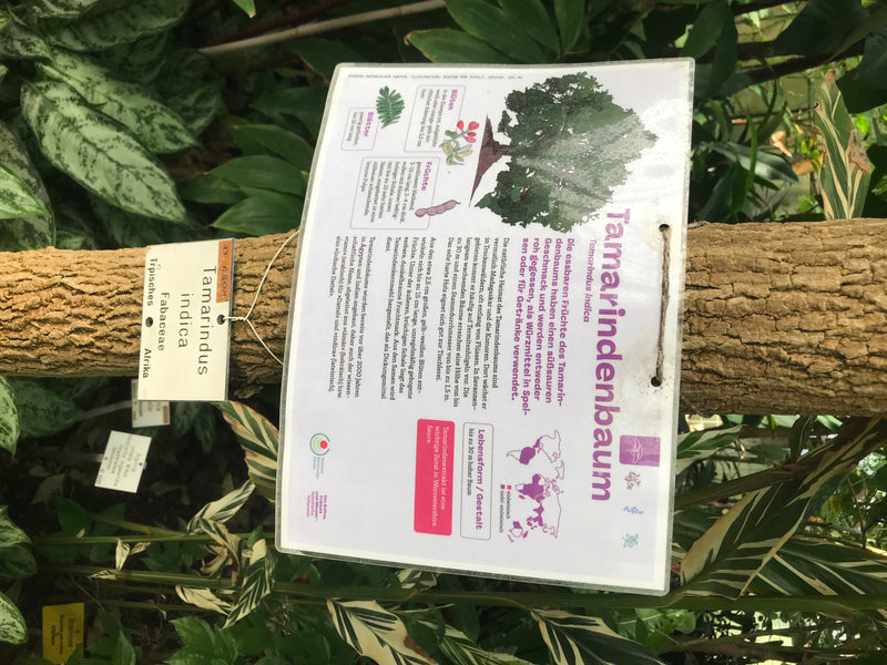 Tamarindenbaum — Bild 3 von 3