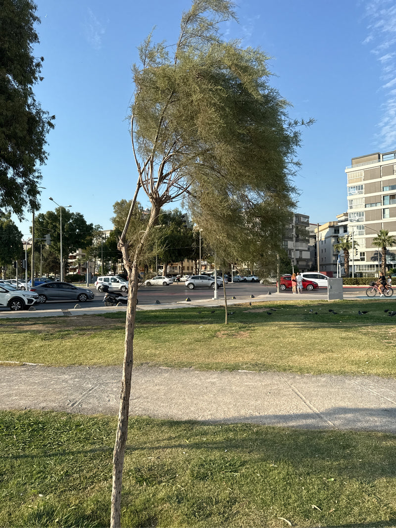Tamariske — Bild 1