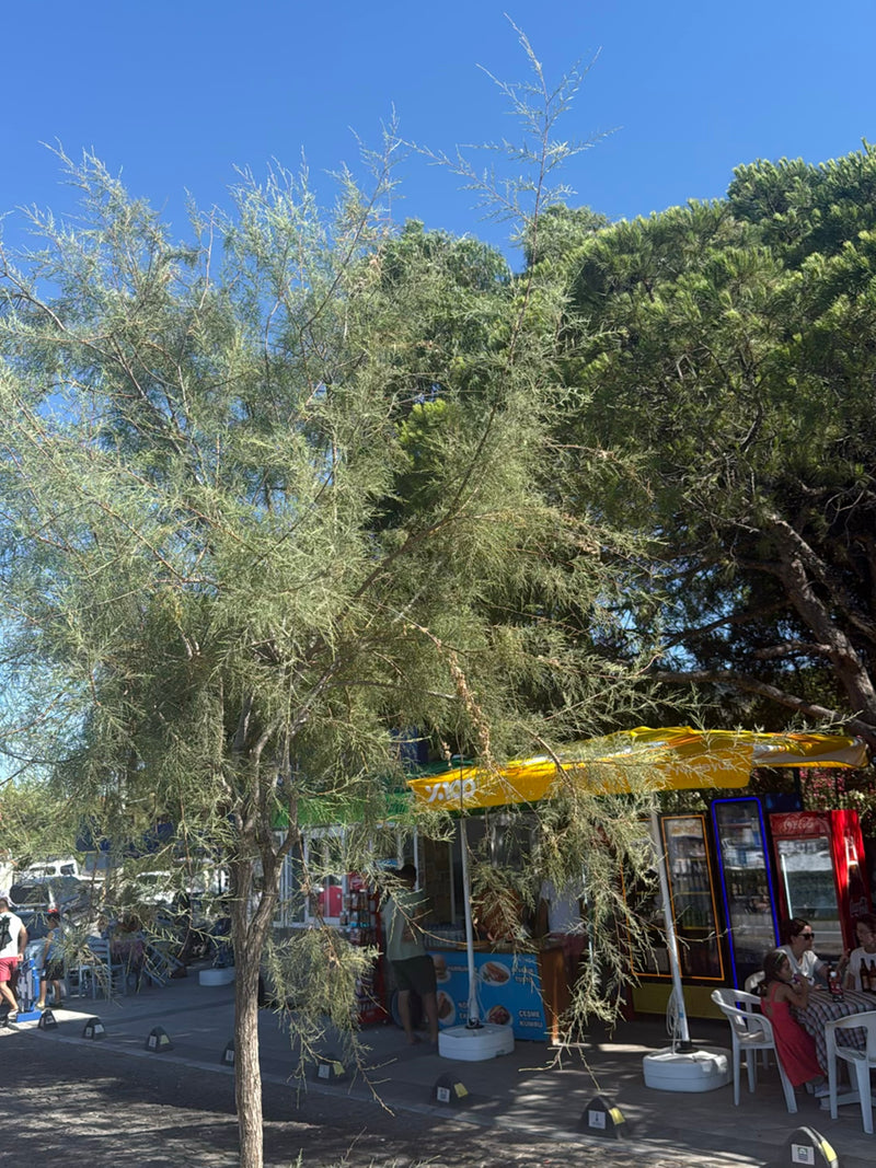 Tamariske — Bild 3