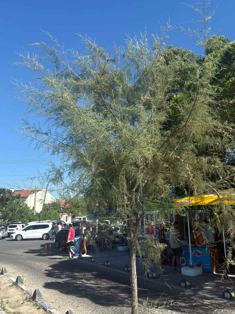 Tamariske — Bild 4