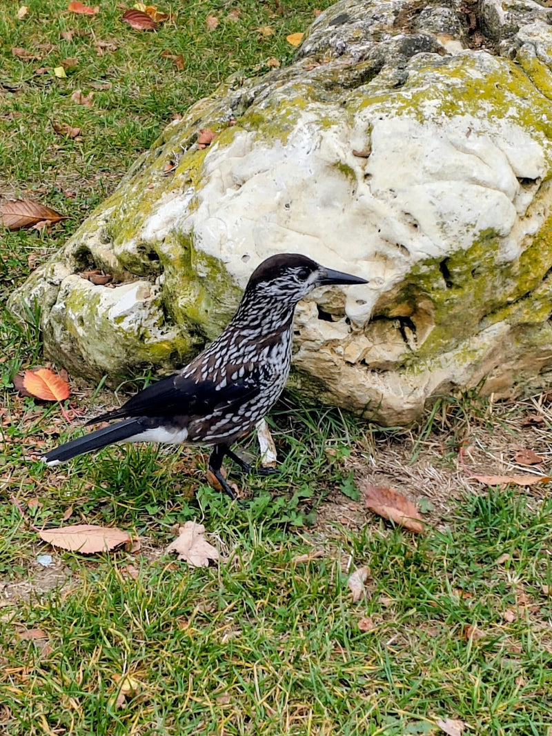 Ein Tannenhäher steht im Profil auf einer Wiese vor einem hellen, moosbewachsenen Felsen.