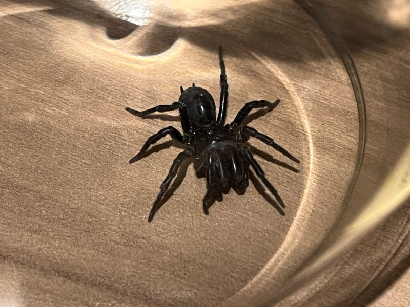 Tapezierspinne — Bild 1