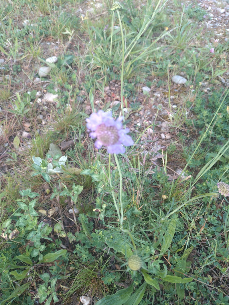 Tauben-Skabiose — Bild 2