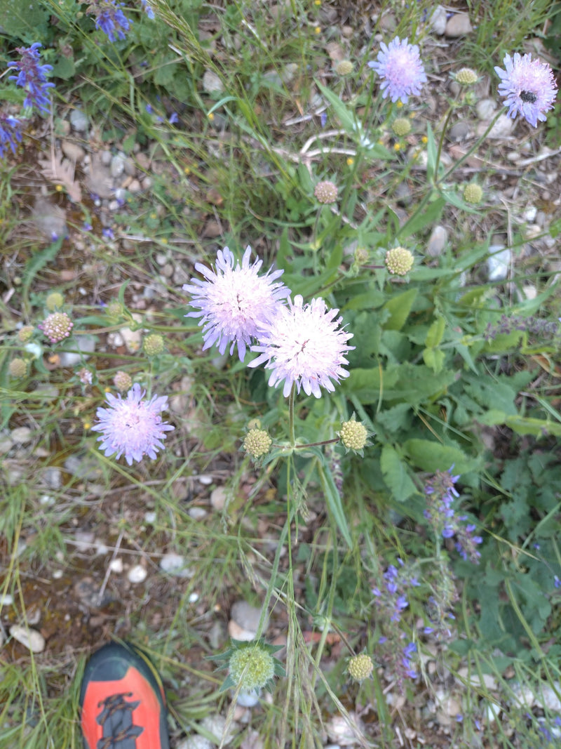 Tauben-Skabiose — Bild 1