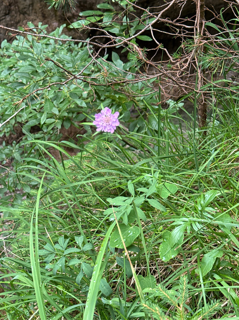 Skabiose — Bild 2