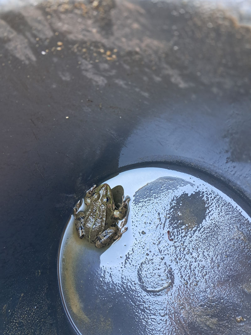 Teichfrosch — Bild 5