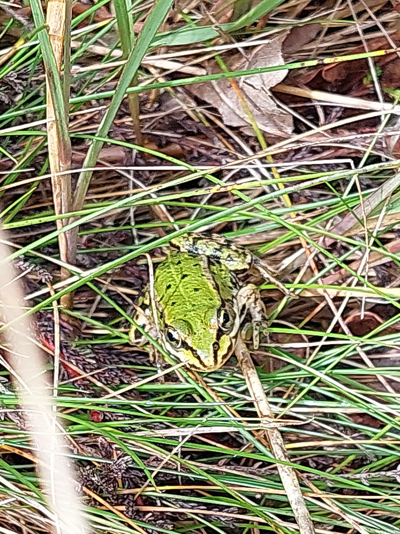 Teichfrosch — Bild 1
