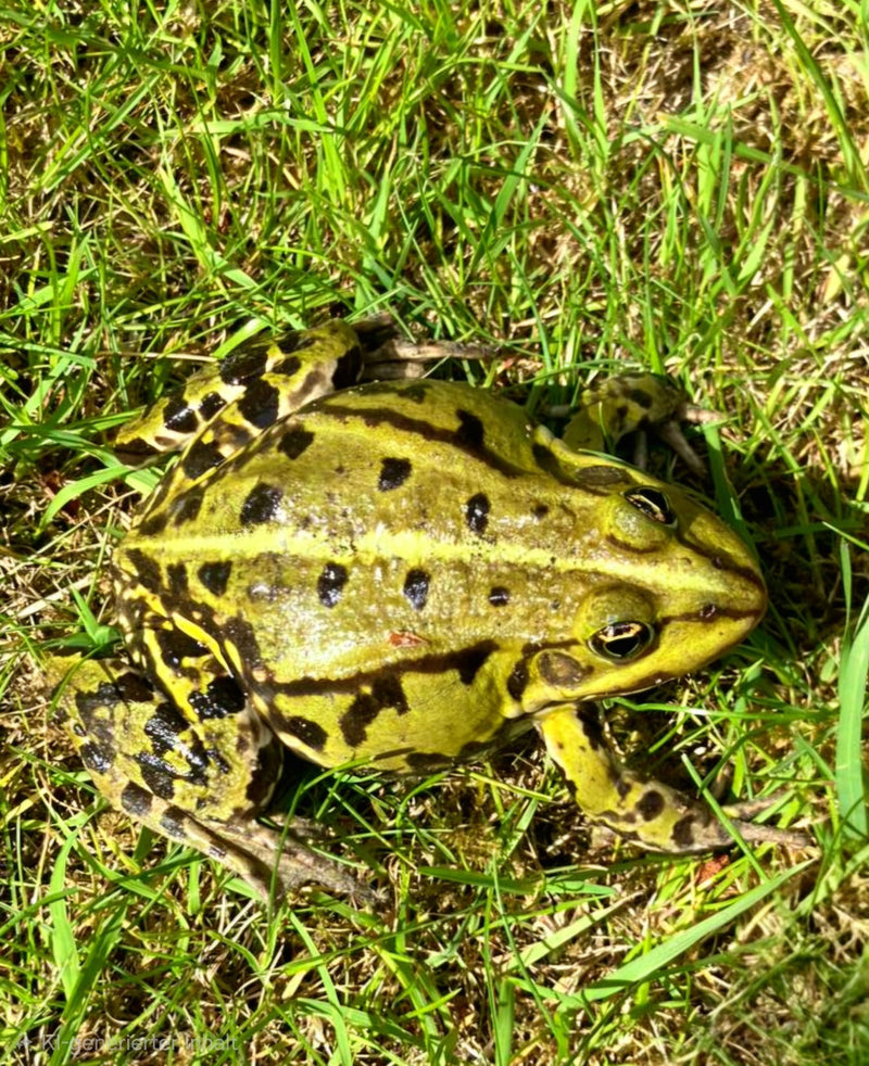 Teichfrosch — Bild 2