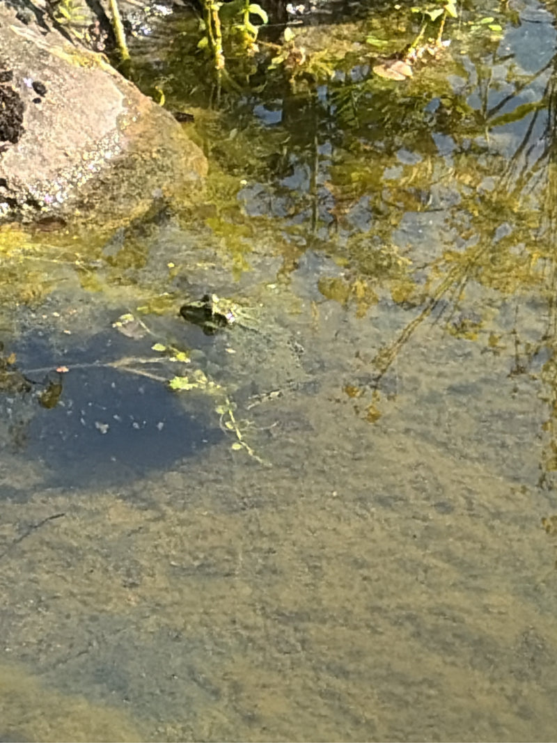Teichfrosch — Bild 3