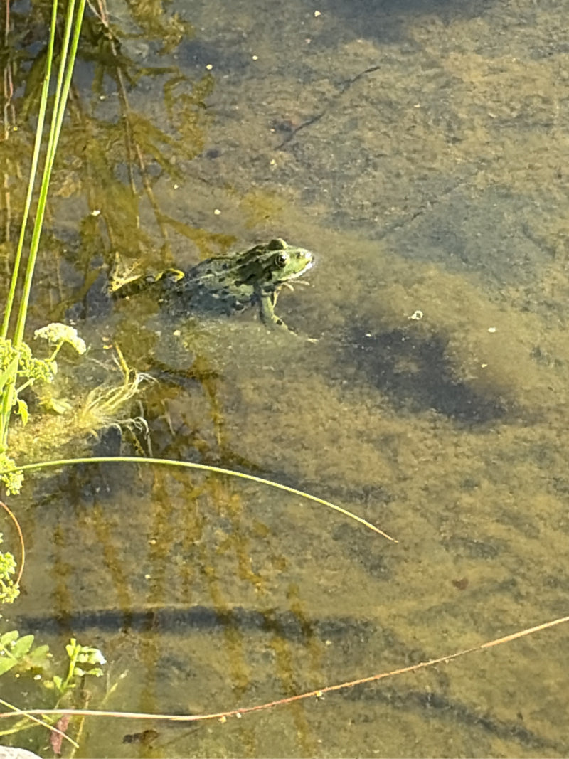 Teichfrosch — Bild 4