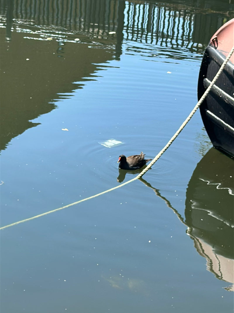 Teichhuhn — Bild 2