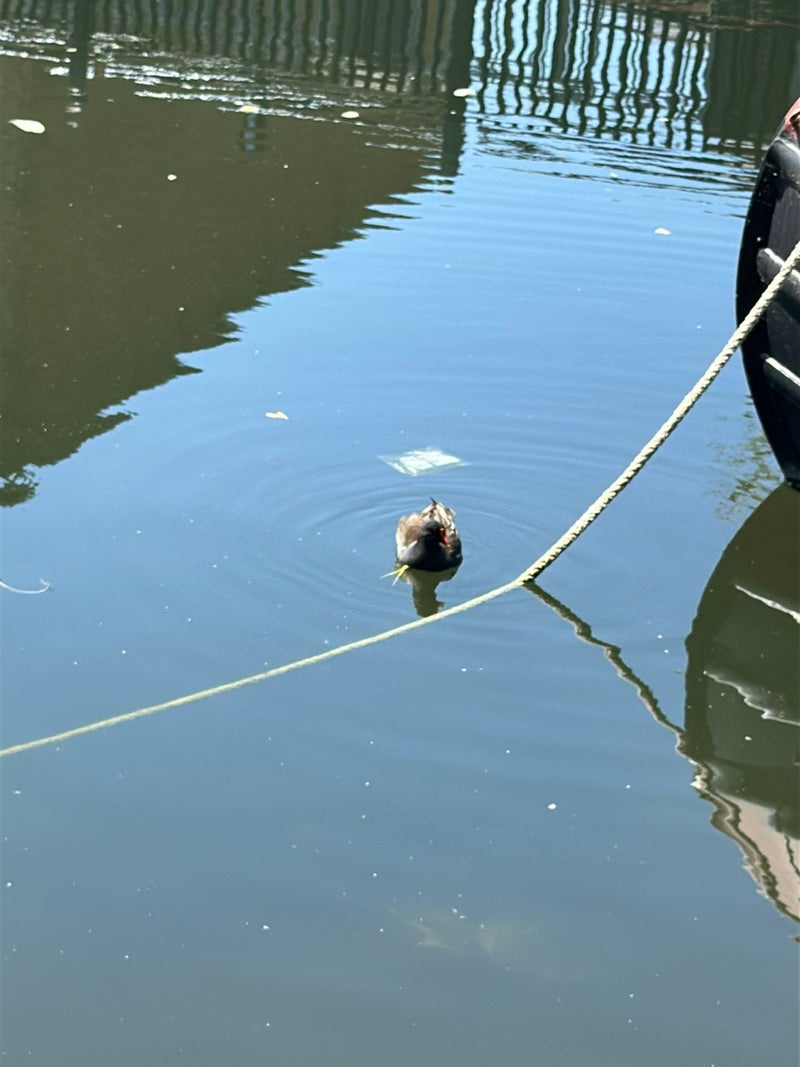 Teichhuhn — Bild 4