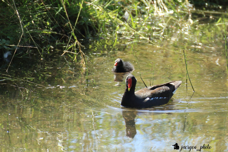 Teichhuhn — Bild 5