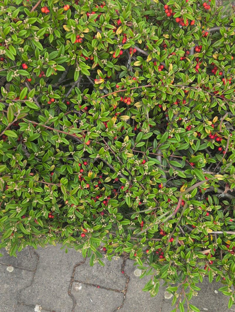 Teppich-Zwergmispel — Bild 2