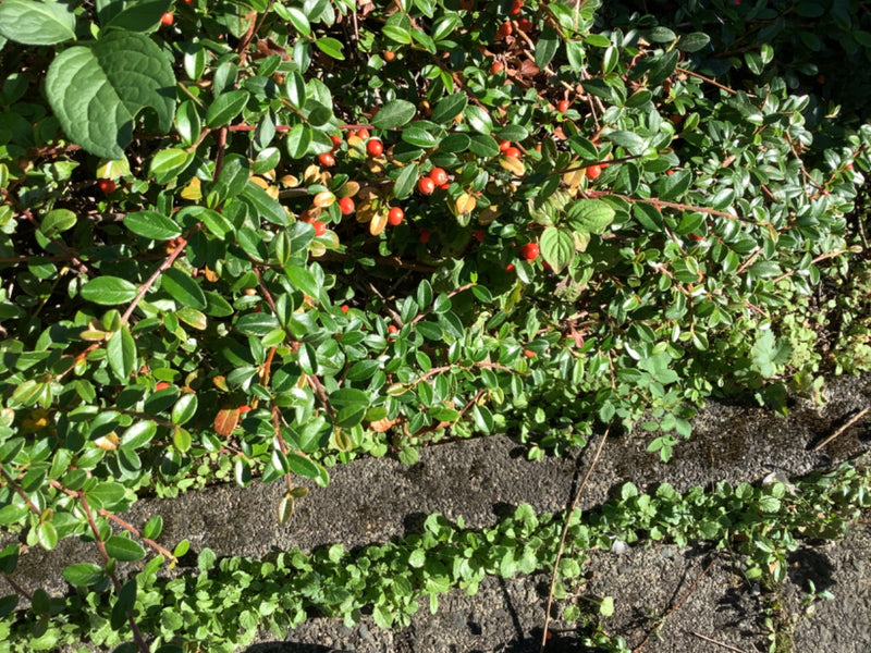 Dichte Zweige einer Teppich-Zwergmispel mit glänzenden grünen Blättern und leuchtend roten Beeren wachsen an einer Kante.