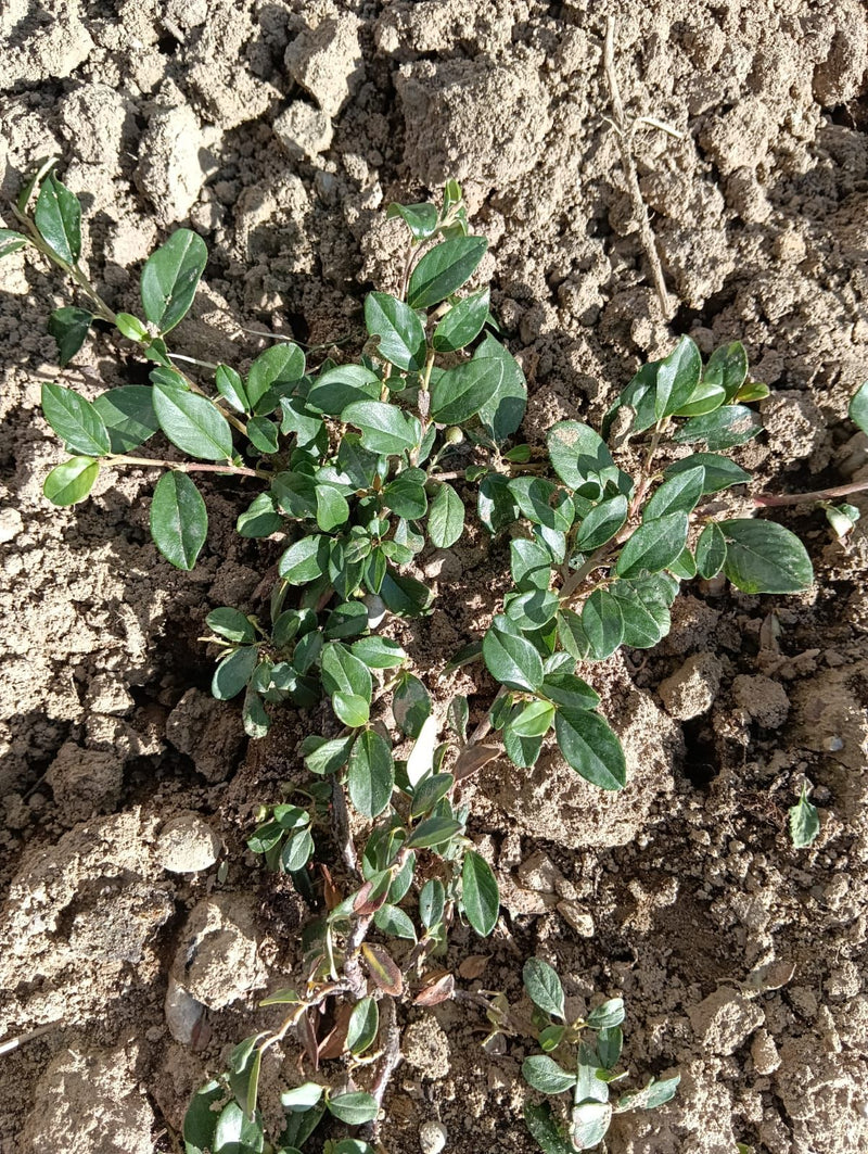 Teppich-Zwergmispel — Bild 1