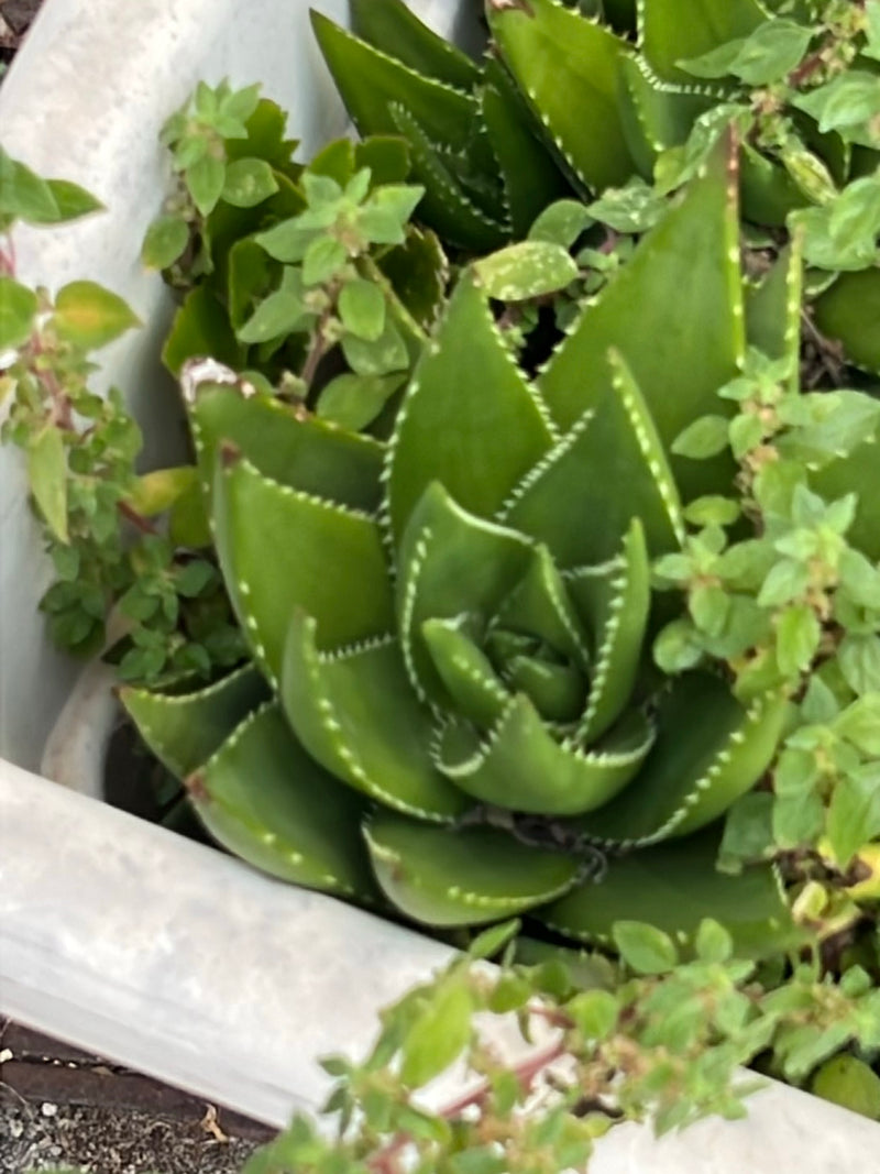 Tiger-Aloe — Bild 1
