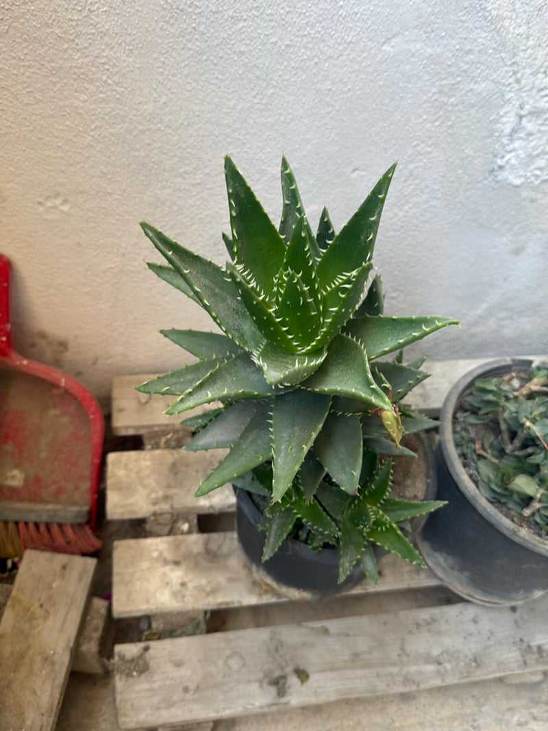 Tiger-Aloe — Bild 3