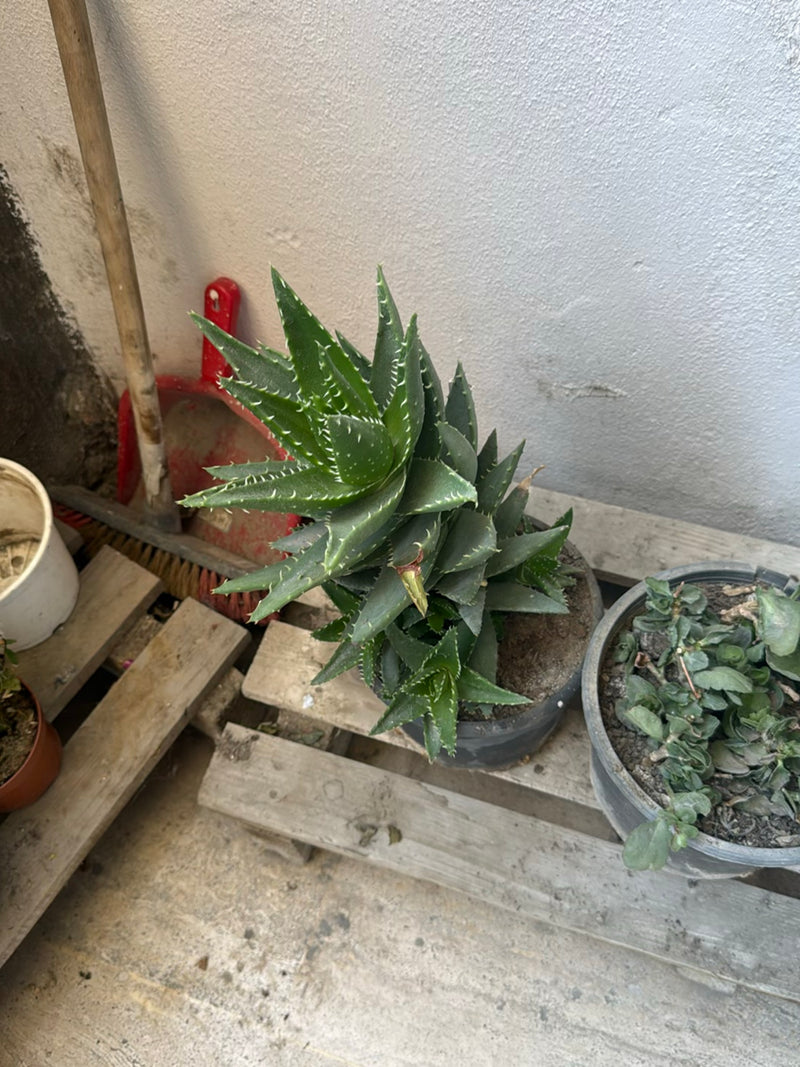 Tiger-Aloe — Bild 2