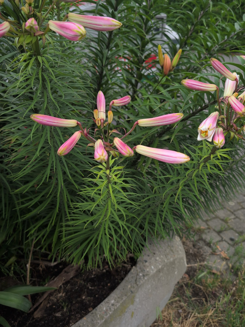 Kroetenlilie — Bild 2