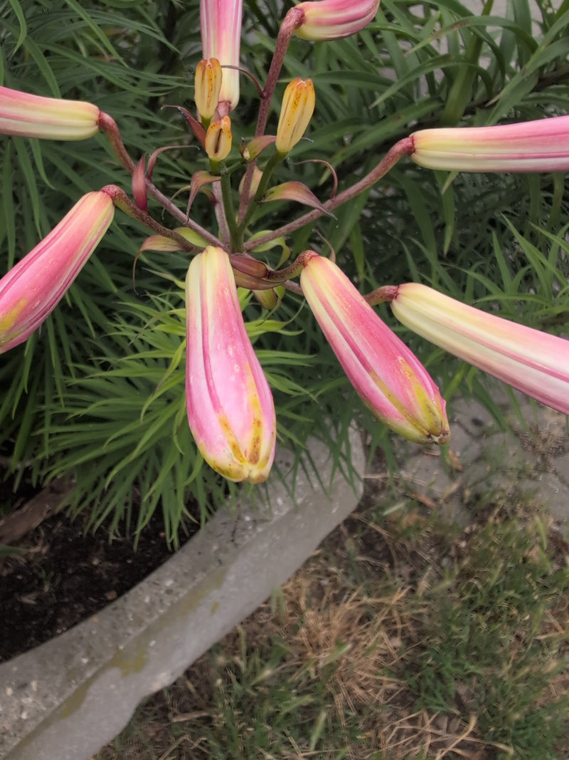 Kroetenlilie — Bild 3