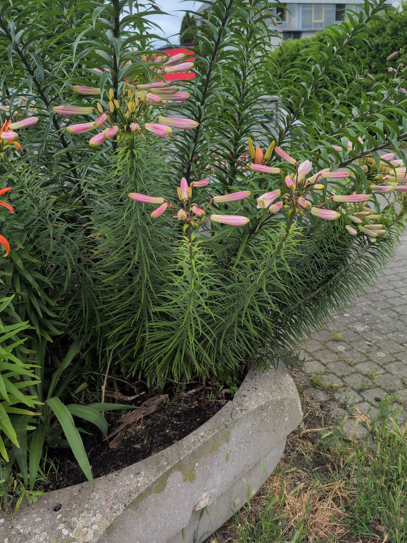 Kroetenlilie — Bild 1