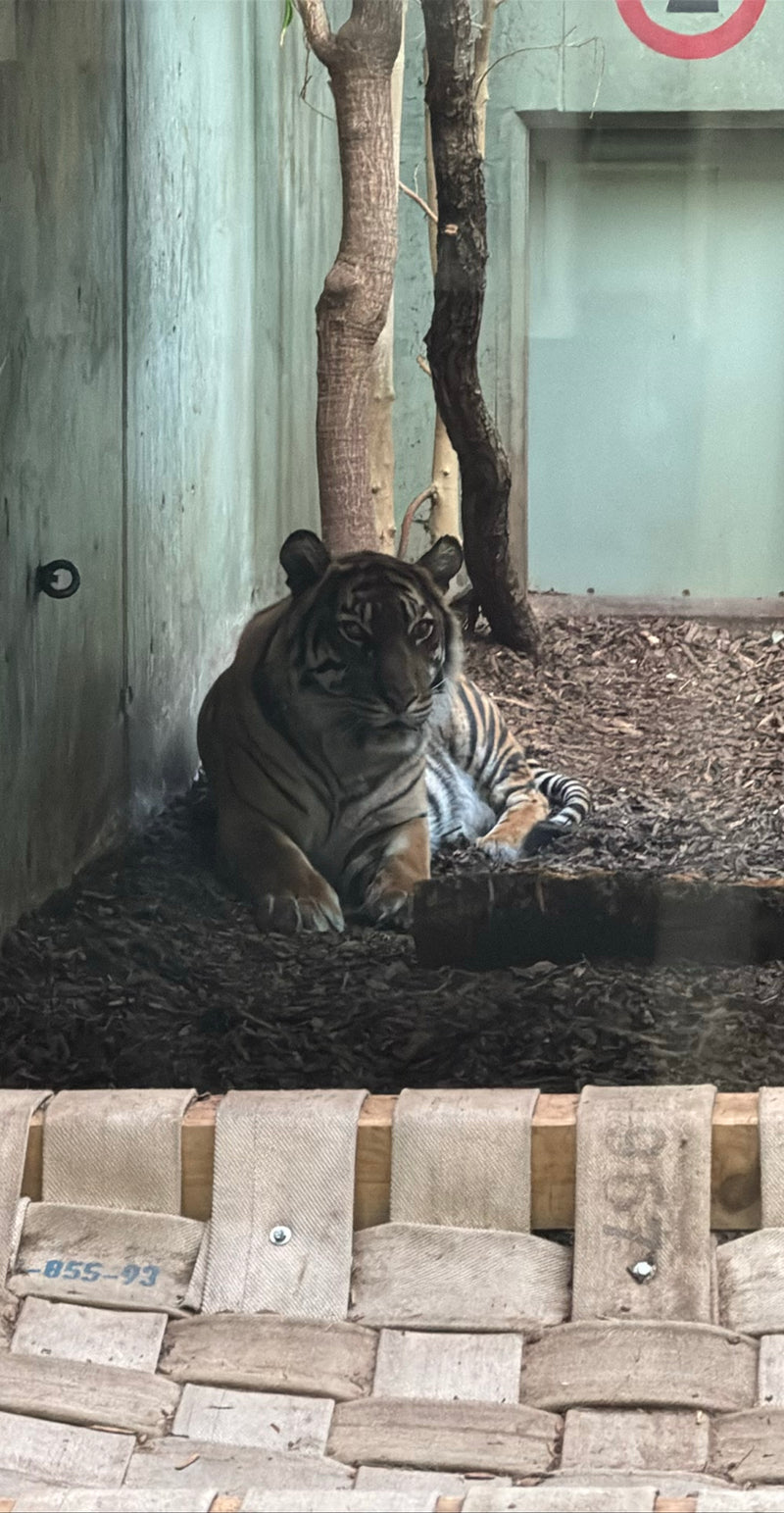 Tiger — Bild 2