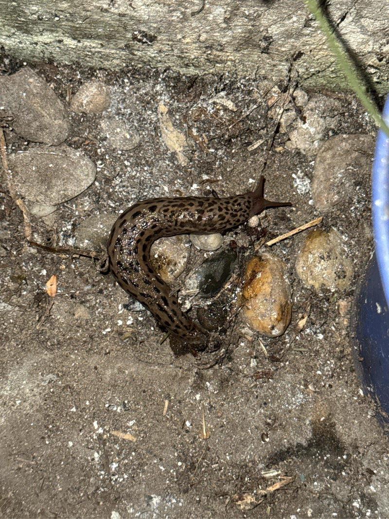 Tigerschnegel Limax Maximus — Bild 3 von 21