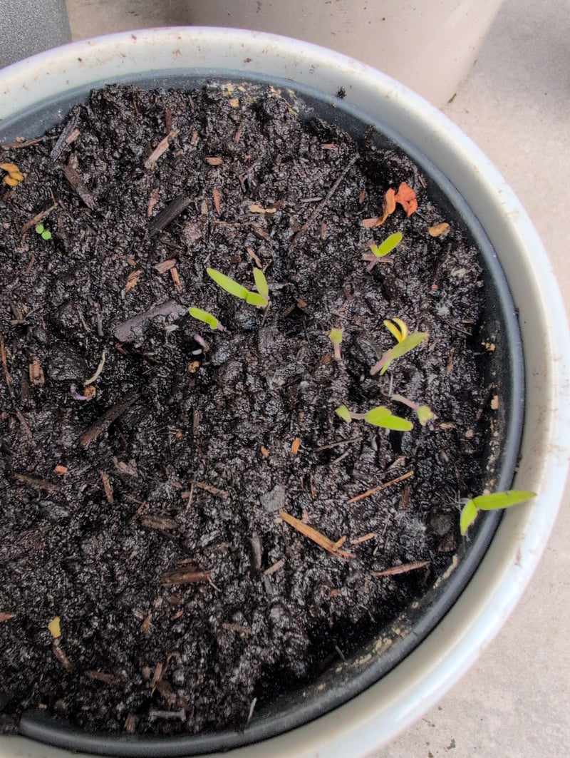 Tomaten — Bild 3