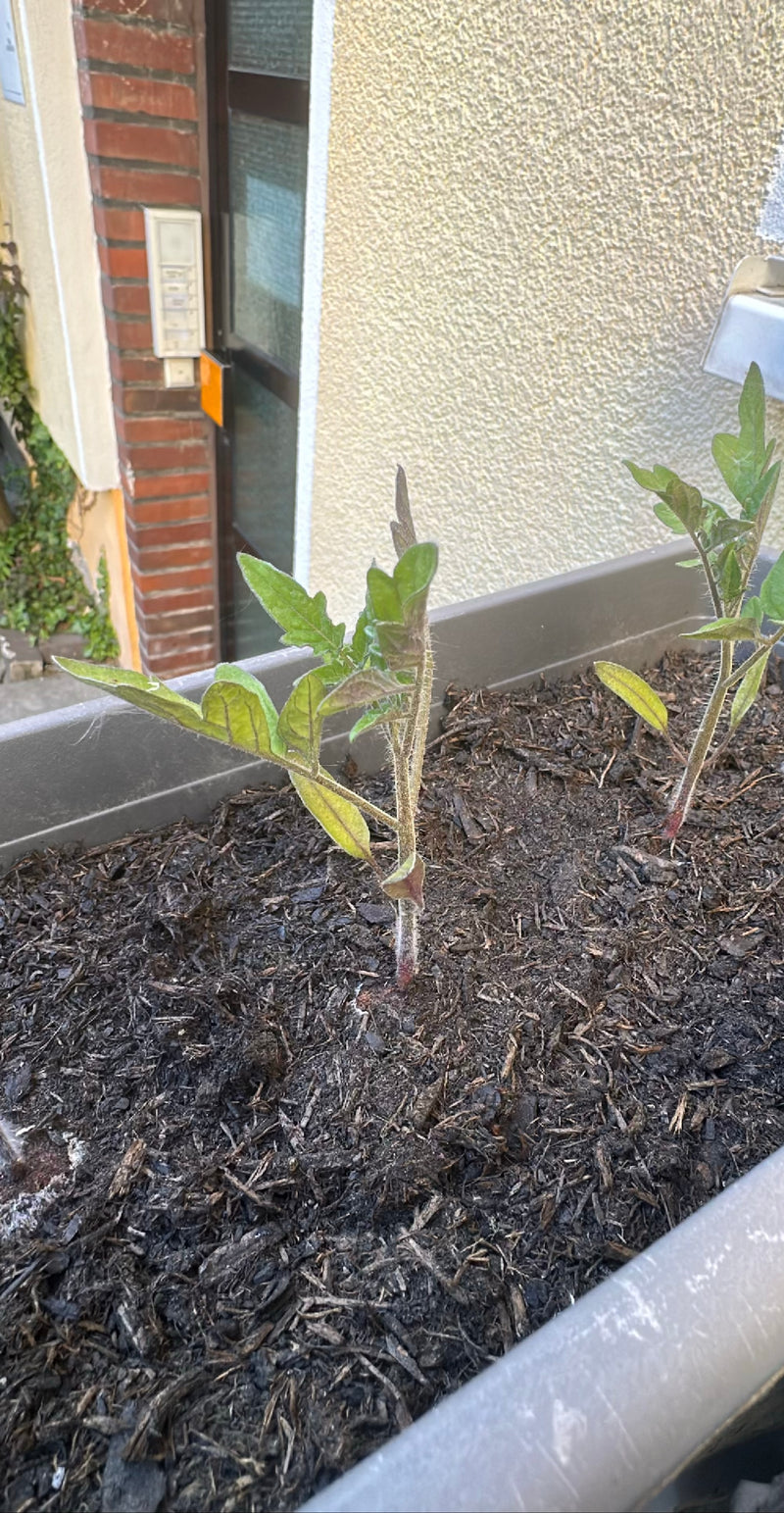 Zwei junge Tomatenpflanzen wachsen in einem länglichen Pflanzkasten gefüllt mit dunkler Erde. Die Stängel und gefiederten Blätter sind deutlich zu erkennen.