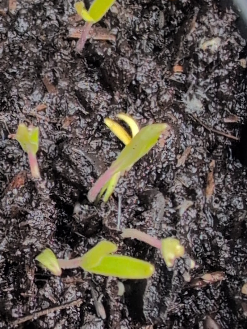 Tomaten — Bild 2