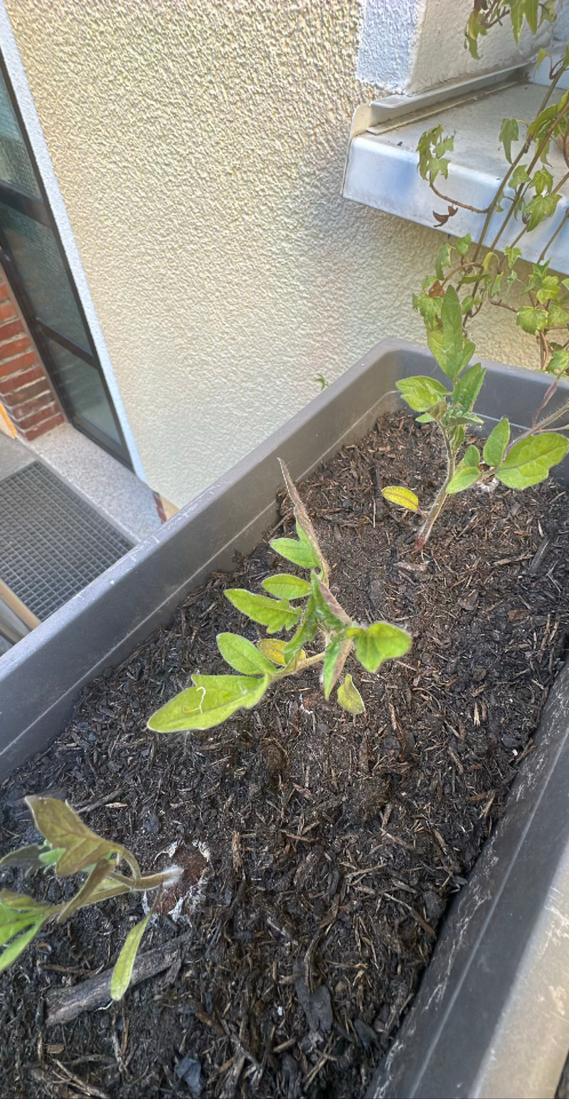 Auf dem Bild sind junge Tomatenpflanzen zu sehen, die in einem länglichen Blumenkasten in dunkler Erde wachsen. Die Perspektive geht von oben schräg auf die ...