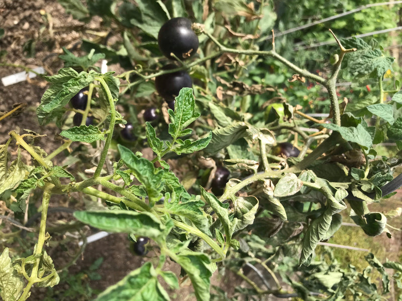 Op de afbeelding is een tomatenplant te zien met groene bladeren en verschillende donkerpaarse tot zwarte vruchten.