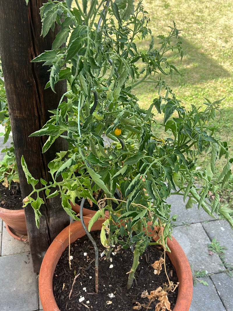 Tomaten — Bild 1