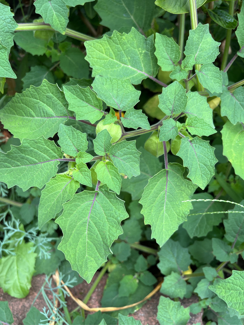 Tomatillo — Bild 1