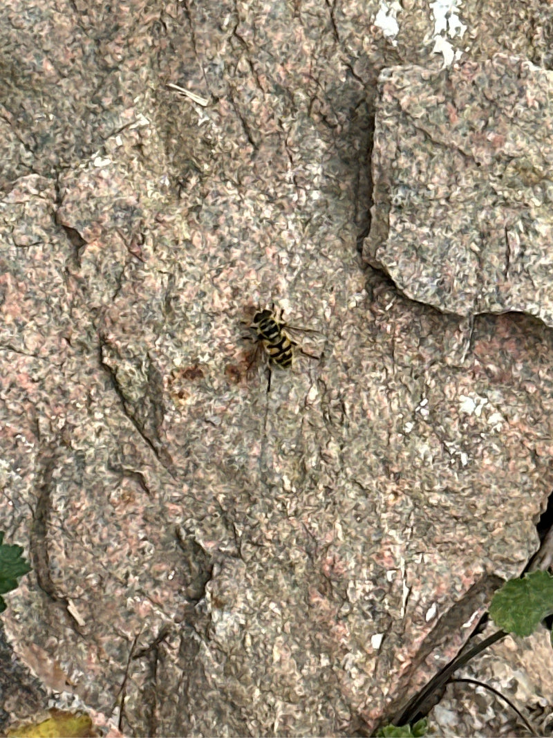 Totenkopfschwebfliege — Bild 2