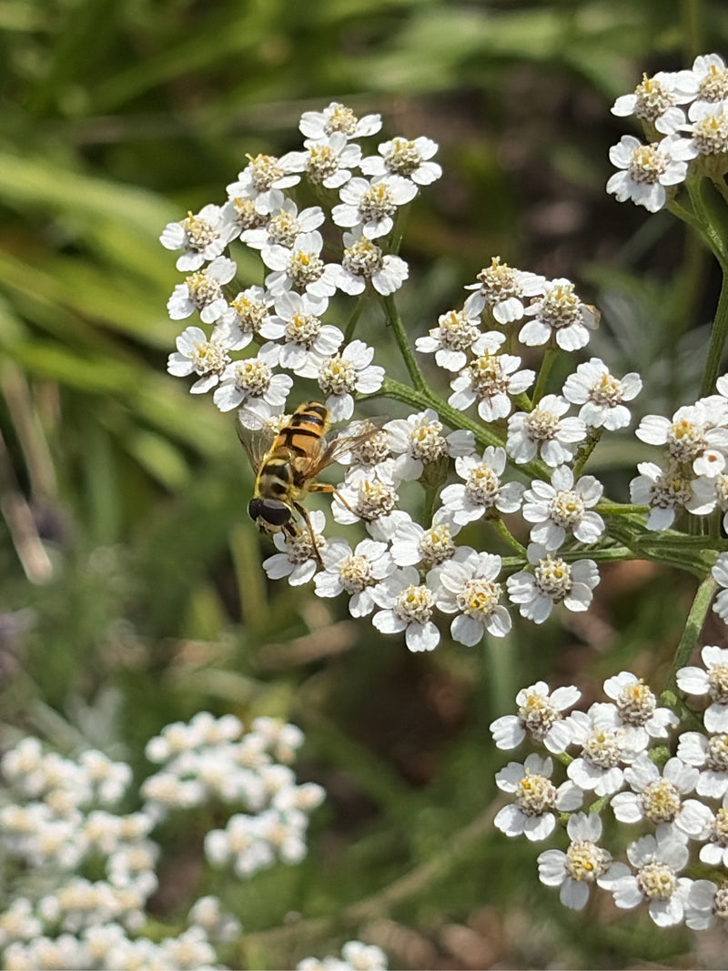 Totenkopfschwebfliege — Bild 4
