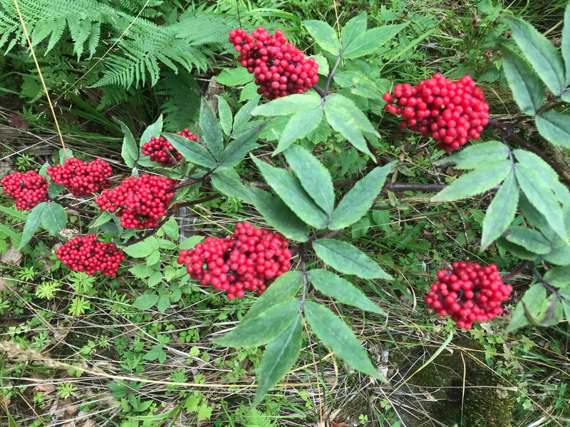 Trauben-Holunder — Bild 1 von 2