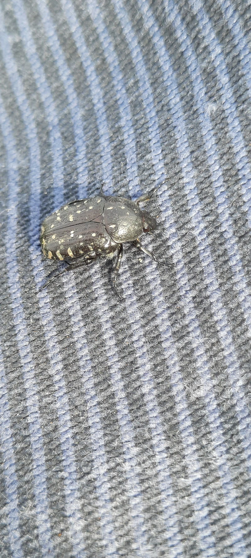 Ein Trauer-Rosenkäfer sitzt auf einem blauen Textiluntergrund. Das Insekt ist von oben zu sehen.