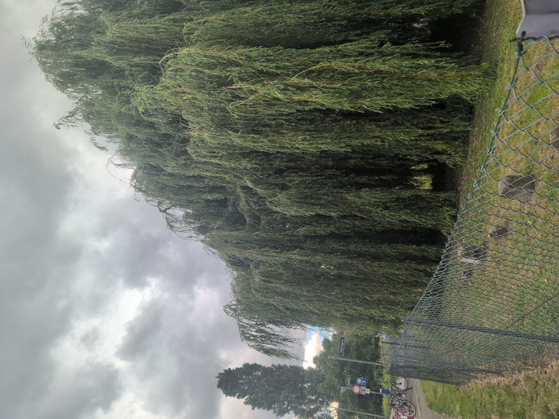 Trauerweide — Bild 2