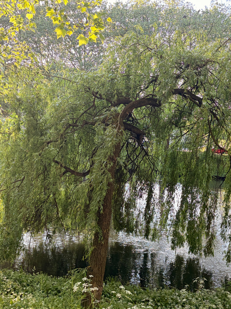 Trauerweide — Bild 1