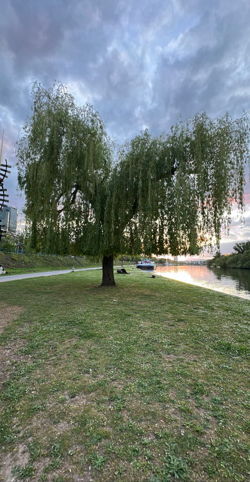 Trauerweide — Bild 4