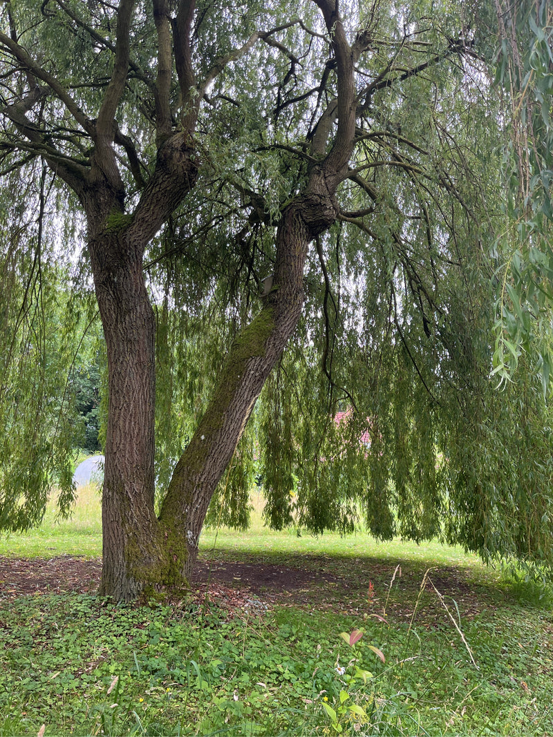Trauerweide — Bild 3
