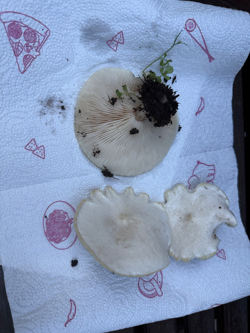 Trichterlinge — Bild 1