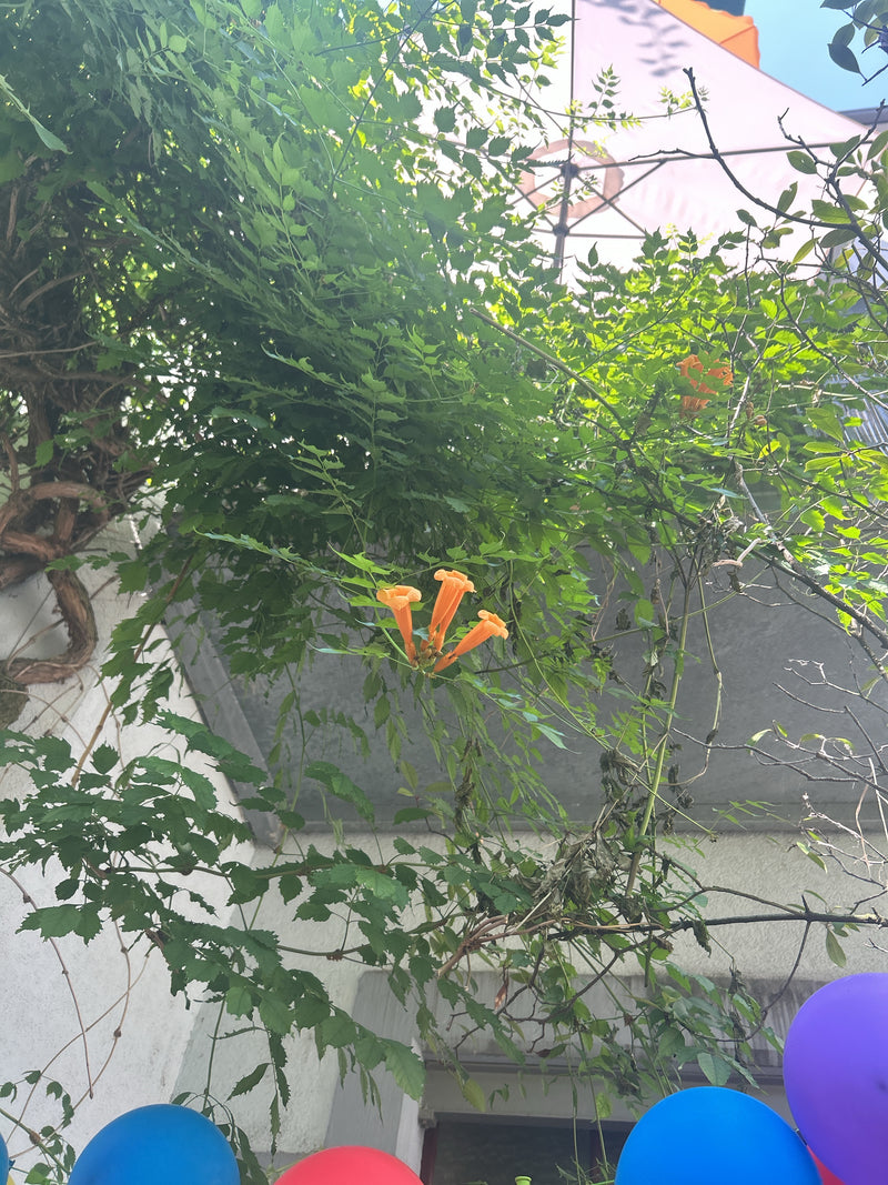 Trompetenblume — Bild 1
