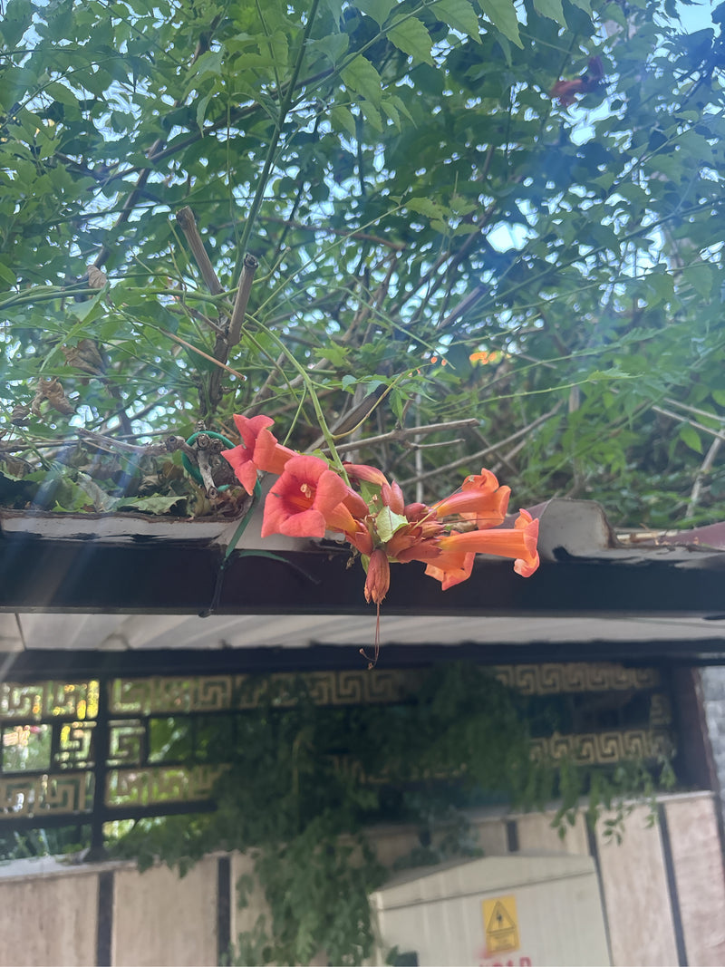 Trompetenblume — Bild 5